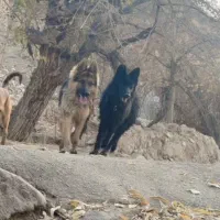 یک جفت ژرمن شپرد بلک وشولاین