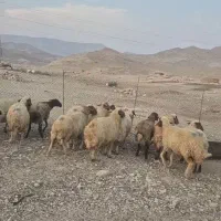 فروش گوسفند