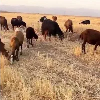 کارگر دامداری