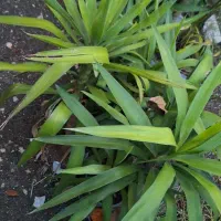 نخل یوکا تنه دار وبدون تنه