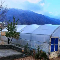 گل آپارتمانی ریگ