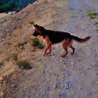 مالینیوز و ژرمن|سگ|همایجان, |دیوار