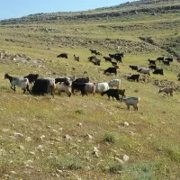 کود کهنه حیوانی