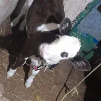 گوساله ۲ماهه