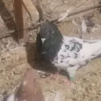 کفتر معاوضه