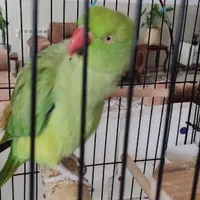 طوطی سبز(ملنگو)|پرنده|یزد, |دیوار