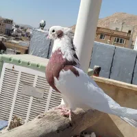 کبوتر نقابی سرخ