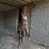 کره اسب نریون|اسب و تجهیزات اسبسواری|برازجان, |دیوار