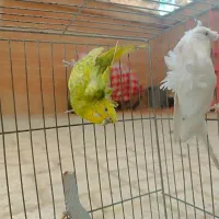 مرغ عشق پروانه ای