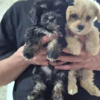 سگ شیتزو اصل|سگ|سنگر, |دیوار