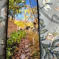 سامسونگ گلکسی s21