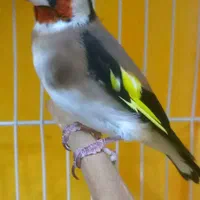 سهره چهارگل گل مکعبی مست خون سهره کرمانی گل بلند