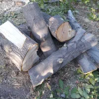 خرید انواع درخت چوب گردو بید صنوبر میوه وغیره...