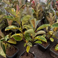 فیکوس جعبه انواع نژاد|گل و گیاه طبیعی|مشهد, الهیه|دیوار