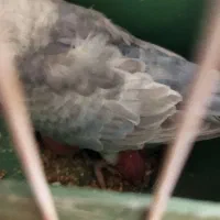 جفت مرغ عشق مولد با سه تا جوجه گم شده|حیوانات|زابل, |دیوار