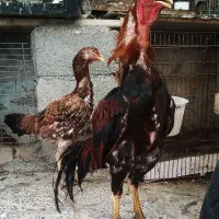 تخم مرغ لاری نسل