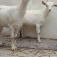 بز بزغاله سانن به حرمی زایده بز آبستن هست