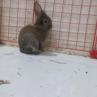 بچه خرگوش