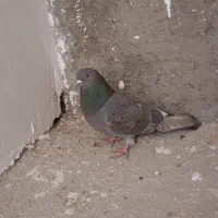 کفتر کشیده پرشی