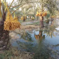 هرس درختان
