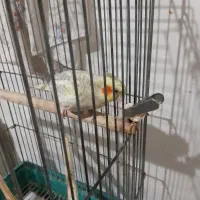 عروس هلندی گلباقالی 6 ماهه ماده|پرنده|پاکدشت, پاکدشت (مامازند)|دیوار