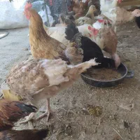 مرغ و خروس وبوقلمون|حیوانات مزرعه|ساوه, |دیوار