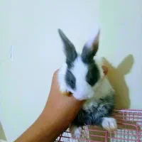 خرگوش|موش و خرگوش|تبریز, |دیوار