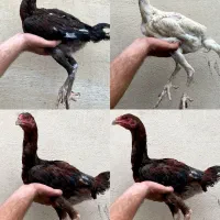 جوجه لاری اصیل