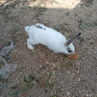 فروش فوری خرگوش