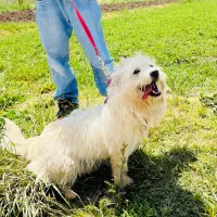 سگ.|سگ|اراک, |دیوار