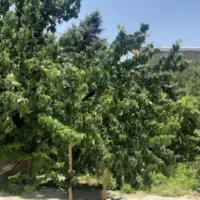 فروش باغ انگور مظفراباد