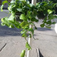 گل و گلدان پتوس و