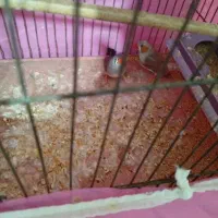 جفت فنچ معاوضه با مرغ عشق