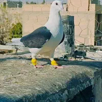 پشتی المانی