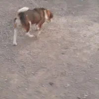 سگ پاکوتاه ماده