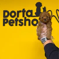 سگ توی پودل وارداتی کیفیت عالی