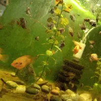 بچه سیچلاید زندانی (گورخری) و جوئیل فیش