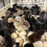 جوجه بومی جهادی اصلاح شده اصل با مجوز