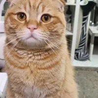 واگذاری گربه|گربه|کرج, ساماندهی|دیوار