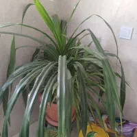 گل پاندوانوس