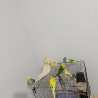 عروس هلندی لوتینو نروماده سروحال و آس ومرغ عشق|پرنده|قزوین, |دیوار