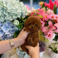 توی دارک رد