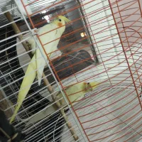 باسلام یک جعفت عروس هلندی..