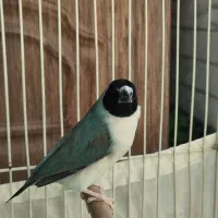 فنچ گلدین ماده|پرنده|تهران, مینای شمالی (مخبر)|دیوار