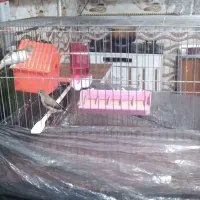 یک جفت فنچ با قفس|پرنده|ایرانشهر, |دیوار