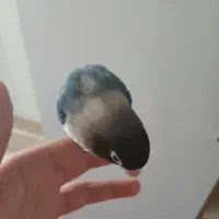 کوتوله برزیلی ماسکی نر|پرنده|قم, پردیسان|دیوار