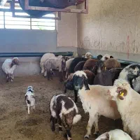 کارگرساده دامداری