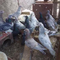 کبوتر پلاکی|پرنده|تفت, |دیوار