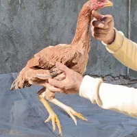 مرغ لاری یکسال