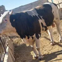 گوساله نر چاق